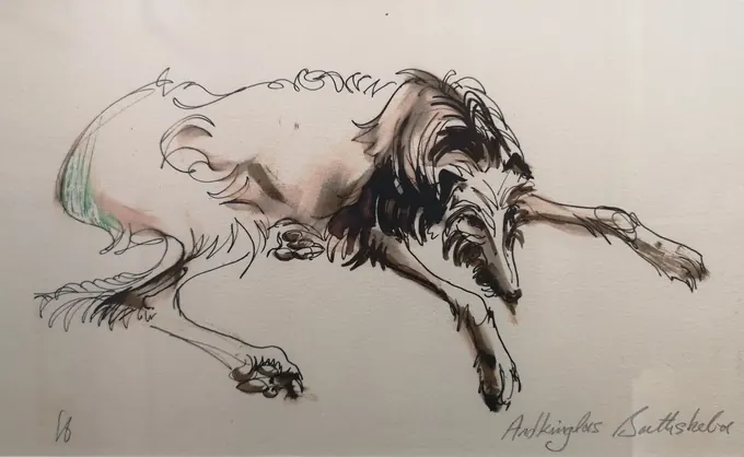 Ardkinglas Bathsheba, a pen-and-ink drawing by Bruce Thomson of a deerhound lying with its head turned